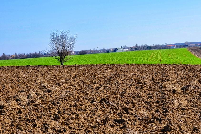 Teren intravilan 13175mp utilitati Ciolpani Strada Alunisului - Padurea Snagov