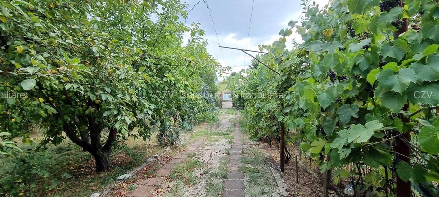Casa cu vie, livadă și timp pentru tine - 37