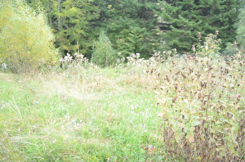 Teren intravilan situat in Busteni-Valea Alba