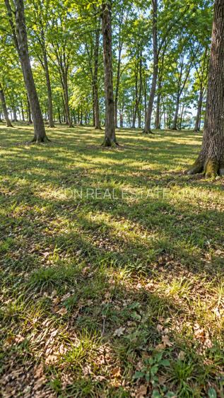 Vânzare teren extravilan pădure+ Pășune 17 000 mp Covasna - 10