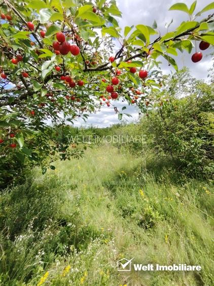TEREN PENTRU REFUGIUL TAU IN NATURA - BORHANCI - 8