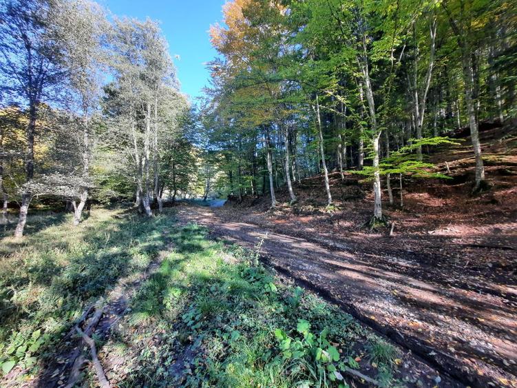 Teren 7.160 mp la marginea pădurii– Alexandru cel Bun,acces forestier cod 160785