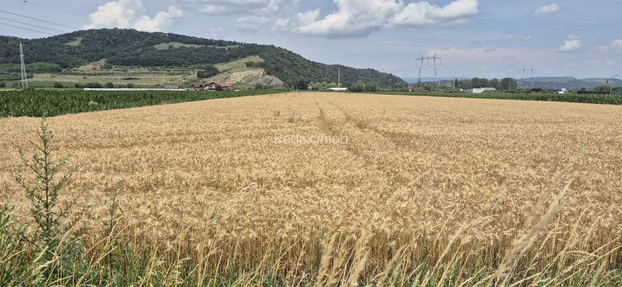 Teren  intre Sanpetru si Harman  la Drumul judetean - 5