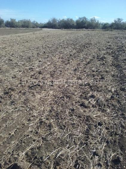 Exclusiv! Teren extravilan 10.000 mp - Cumpana - Malul canalului (Cod E3) - 3