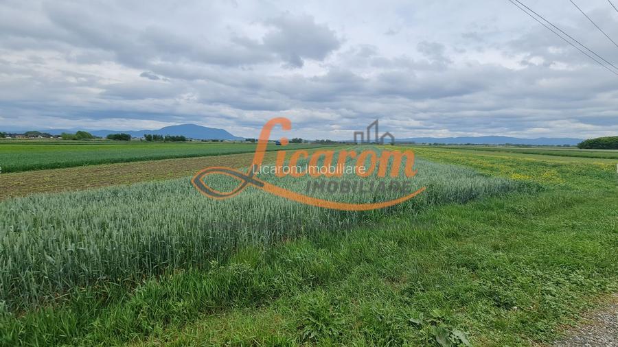 Teren Stupini Calea Feldioarei 11800 mp,25 euro/mp, front asfalt-DN13 - 5