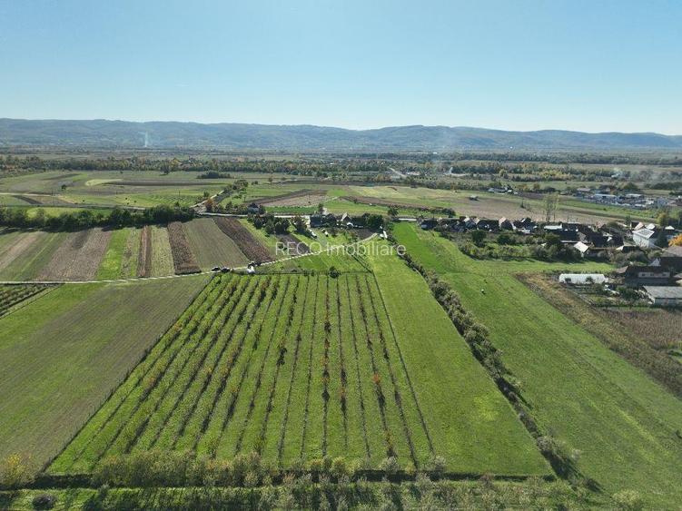 RECO, Teren cu livada de ciresi, Zona Auseu, Bihor - 7