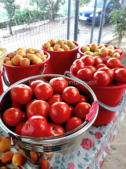 Seimenii Mari Casa 5 camere S.teren:4260 +vie+pomi fructiferi  vedere la Dunare - 6