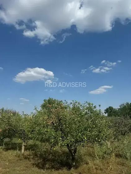 Casă cu 5 camere | Pivniță și Livada | Aproape de București | - 10