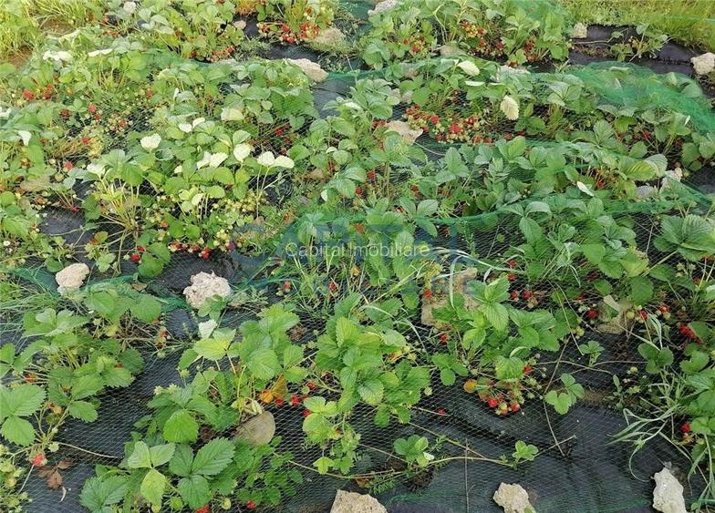 Casa de vanzare in Popesti, Giurgiu - 14