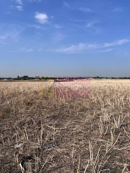 Teren Domnesti strada Ciocarliei. - 2