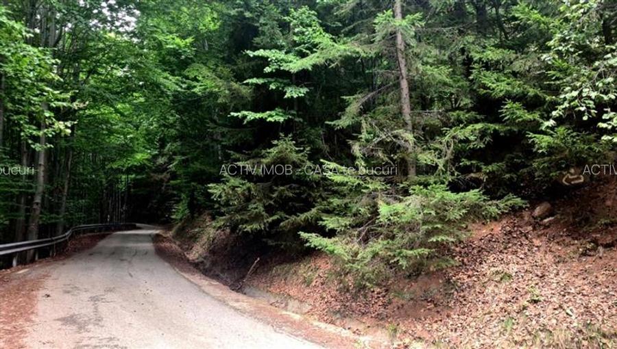 Teren 7 ha, Lac Vidraru, Podis Molivis - 3