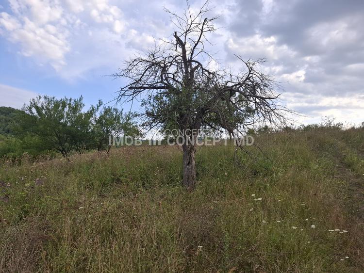 Teren spectaculos cu padure, livada si priveliste panoramica in Soimari PH - 17