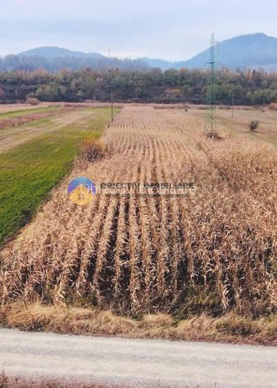 Teren intravilan de vanzare 5533 mp – Alexandru cel Bun - 6