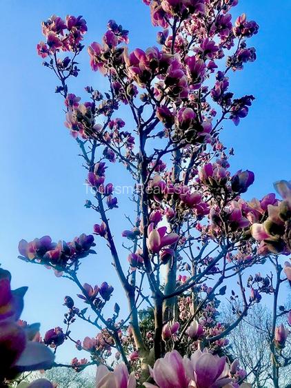 Casa superba Parcul Subarini - 33