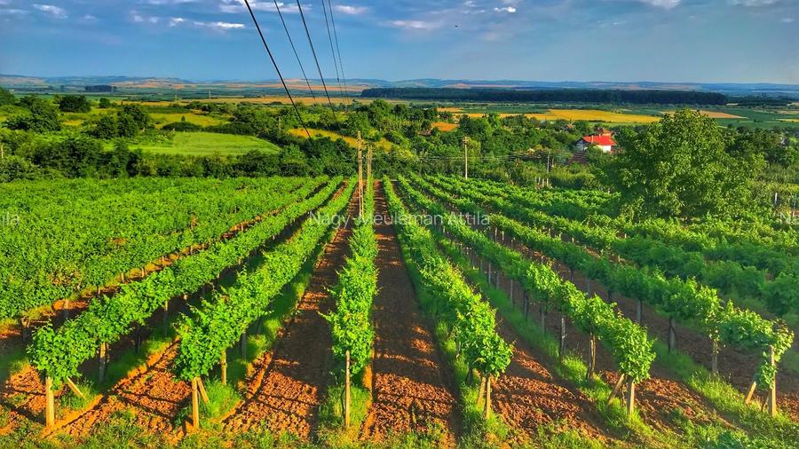 Investiție rară în Bihor - 3