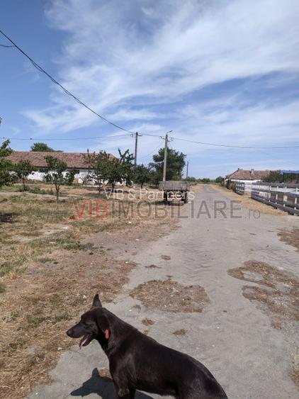 Ferma Zootehnică Mixtă – Cernateaz, Timiș | 9,5 ha | Hale Moderne, Casă 2019, Ut - 6