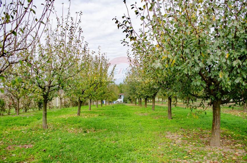 De vânzare teren cu livadă in Sârbova! - 7
