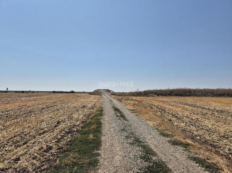 Teren intravilan 4428 mp - Balotesti - 4