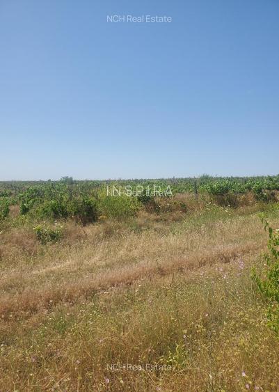 130 Ha comasat 100%, judetul Constanța - 2