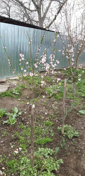 Vanzare Casa si teren Bacau, Zona Izvoare - 6