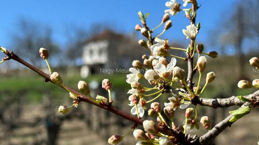 Investiție rară în Bihor - 6