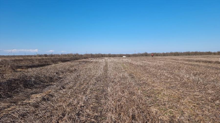 Ocazie- Teren Intravilan de Vanzare- Peris Snagov- Doar 9 euro/mp - 9