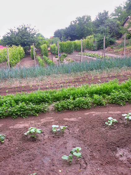 Seimenii Mari Casa 5 camere S.teren:4260 +vie+pomi fructiferi  vedere la Dunare - 4