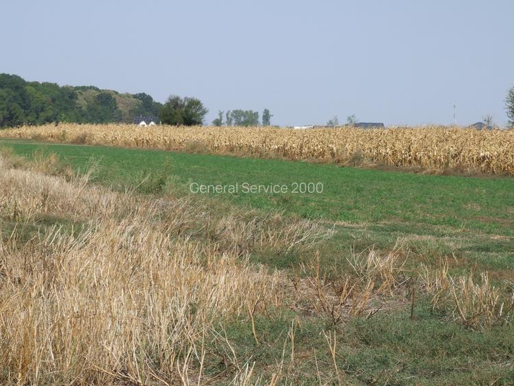 Teren Clinceni-Ordoreanu padure - 4