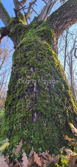 Casă nouă 3 camere 2 băi Parc Natural Comana Vlad Țepeș proprietar - 9