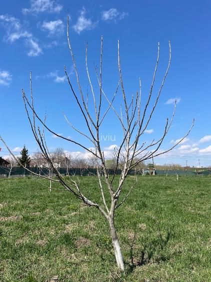 Vând teren cu iaz și livadă de nuci – Ilișești, aproape de Suceava - 5