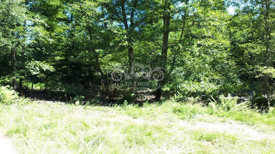 Vand teren si padure conifere in Albestii de Muscel. - 4