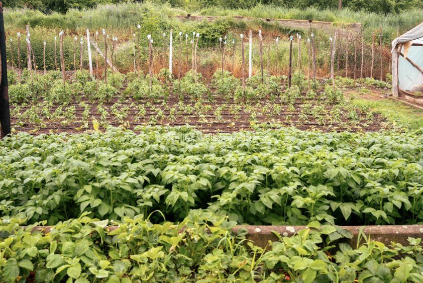 Viseaza, construieste, culege: Livada Paradisului - De Vanzare - 20