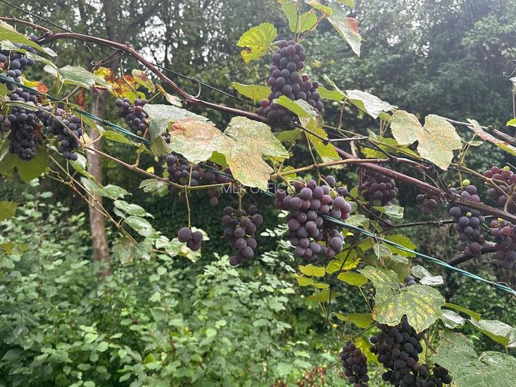 De vanzare teren 2100 mp Dej central - 4