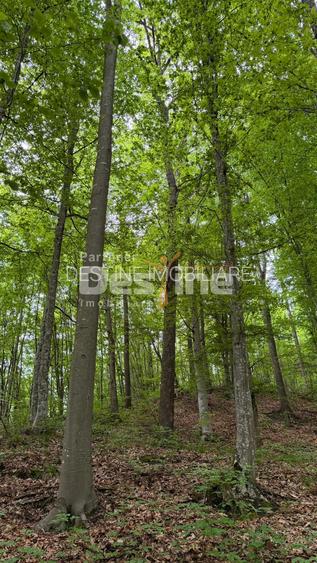 PĂDURE DE VÂNZARE – 17 HA – VALEA MARE, COMUNA BĂLILEȘTI, JUDEȚUL ARGEȘ - 8