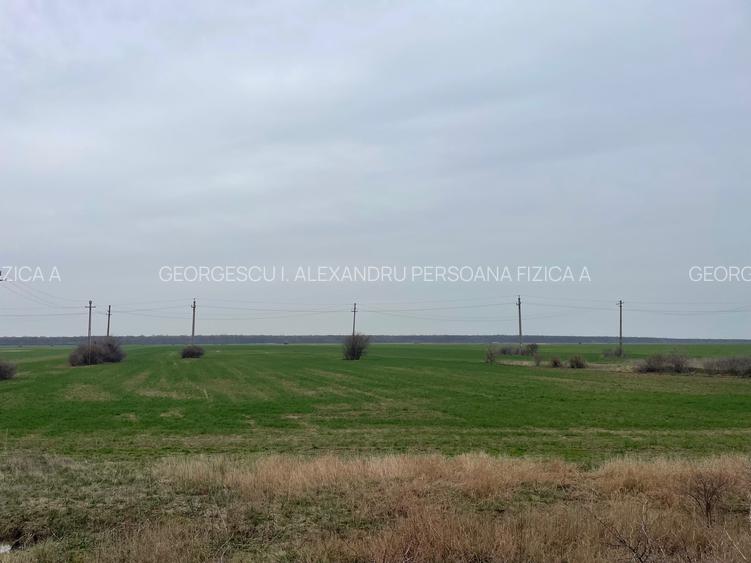 Giurgiu-Marsa Teren Agricol 8.5 Ha - 5
