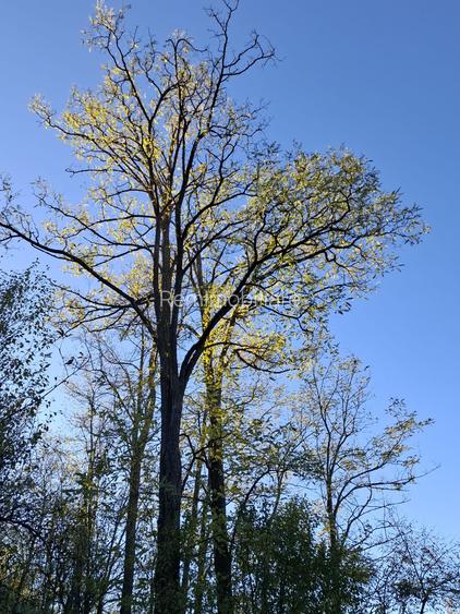 Vila Bughea de Jos - Campulung - 24