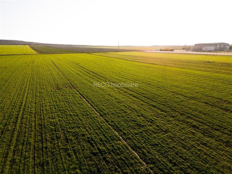 RECO Teren extravilan in Biharia 5500 mp zona intravilana - 6