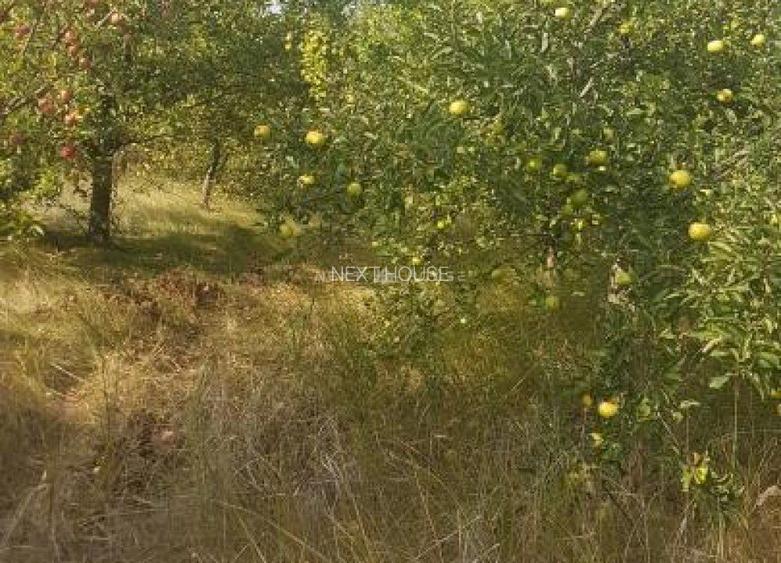 Teren la 35 km de Bucuresti - Izvorani - Ciolpani - 6
