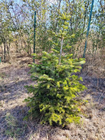 Teren intravilan de vanzare, 951 mp, Bucovat, sat Sarbatoarea - 4