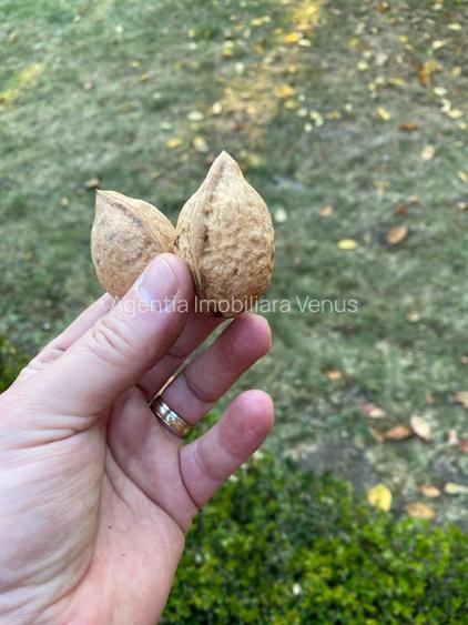 Livada de nuci cu suprafata de 4 hectare - 5