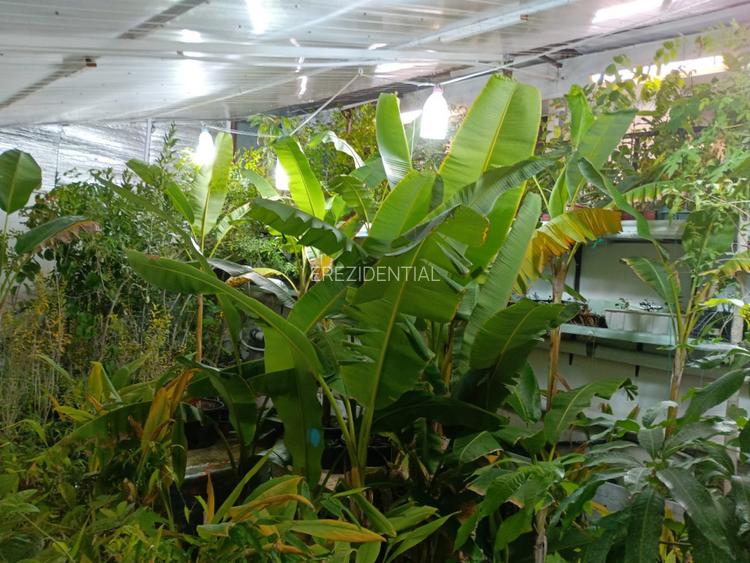 Casa Rahova -Alexandriei ,teren 560 MP - 11