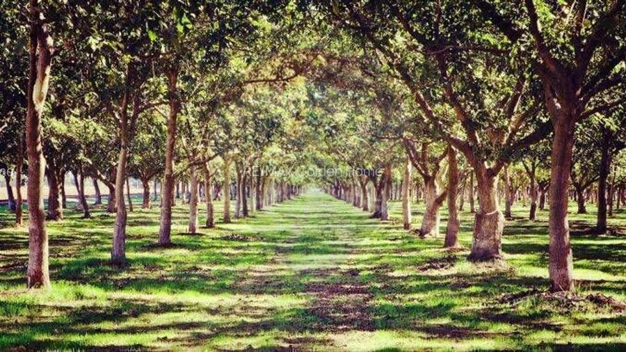 Teren / Padure 8ha Lunca Siretului. - 3