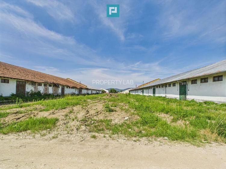 Hale 1800 mp fiecare – acces autostradă, Teiu, HD - 16