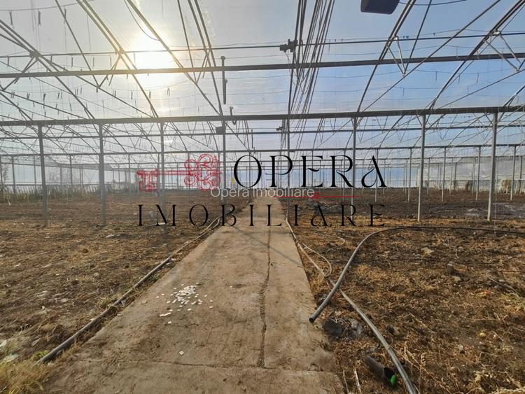 Teren intravilan 5000mp+Cladire265mp + Sera(2500mp), Rediu Aldei-Aroneanu - 6