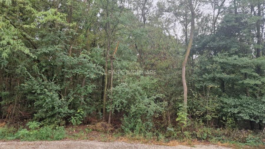 Pensiune Silistea Snagovului - 15