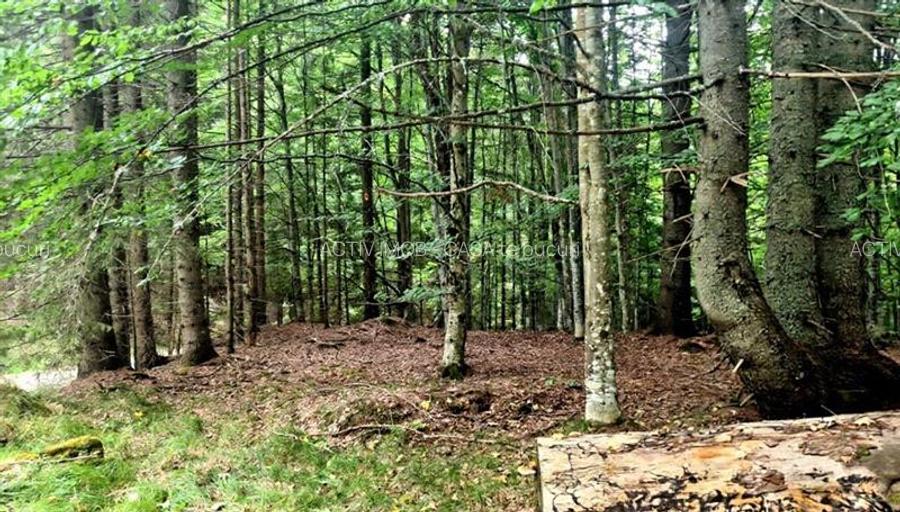 Teren 7 ha, Lac Vidraru, Podis Molivis - 4