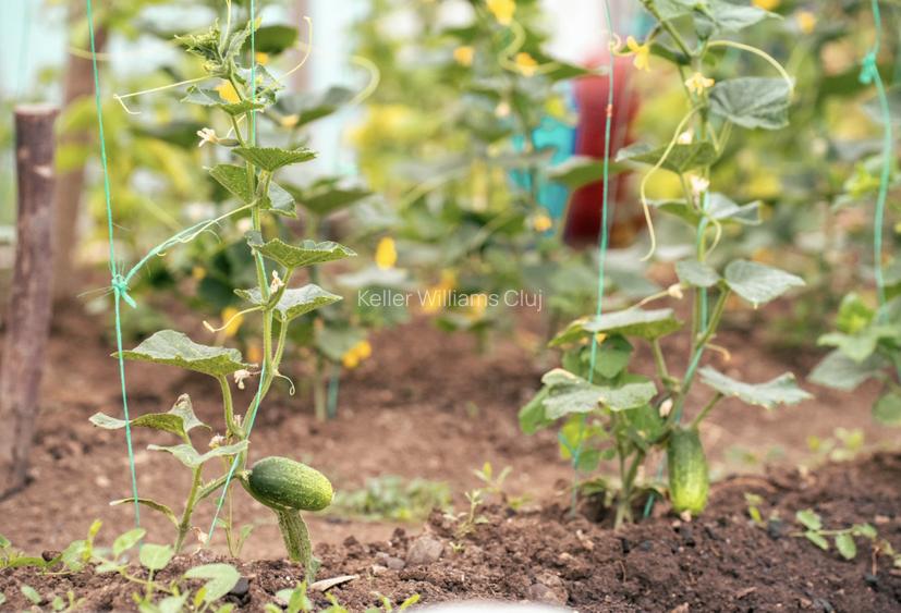 Viseaza, construieste, culege: Livada Paradisului - De Vanzare - 19