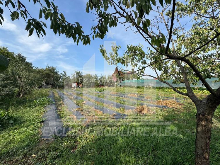 Teren intravilan | 1200 mp | 35 ml deschidere | Alba-Micesti - 4