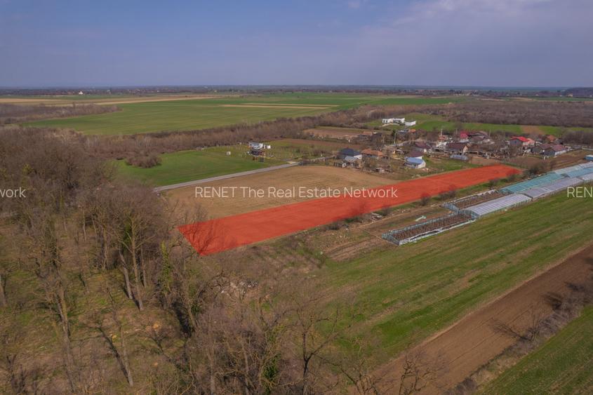 NUCI - BALTA NEAGRA, LOT 3900 MP, LA PADURE! - 11