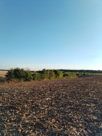 Ciolpani, spre Izvorani - COR, vanzare teren 5000mp. - 14